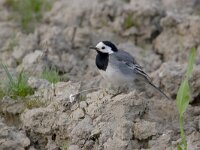 Motacilla alba 3, Witte kwikstaart, Saxifraga-Luc Hoogenstein