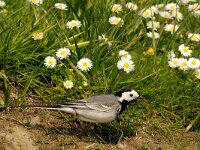 Motacilla alba 30, Witte kwikstaart, Saxifraga-Piet Munsterman