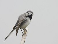 Motacilla alba 31, Witte kwikstaart, Saxifraga-Rik Kruit