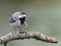 Motacilla alba 34, Witte kwikstaart, Saxifraga-Rik Kruit