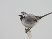 Motacilla alba 36, Witte kwikstaart, Saxifraga-Rik Kruit