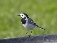 Motacilla alba 37, Witte kwikstaart, Saxifraga-Kees van Berkel : Blue Elephant