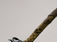 Motacilla alba 44, Witte kwikstaart, Saxifraga-Jelmer Reyntjes : Motacilla alba, witte kwikstaart