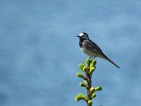 Motacilla alba 45, Witte kwikstaart, Saxifraga-Hans Dekker