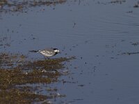 Motacilla alba 47, Witte kwikstaart, Saxifraga-Jan Nijendijk
