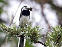 Motacilla alba 50, Witte kwikstaart, Saxifraga-Bart Vastenhouw