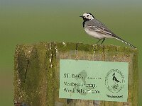 Motacilla alba 8, Witte kwikstaart, Saxifraga-Luc Hoogenstein