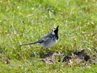 Motacilla alba 9, Witte kwikstaart, Saxifraga-Piet Munsterman