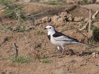 Motacilla alba albiodes 46, Witte kwikstaart, Saxifraga-Mark Zekhuis