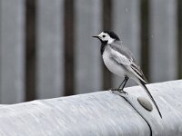Motacilla alba ssp dukhunensis 103, Witte kwikstaart, Saxifraga-Tom Heijnen