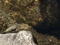 Motacilla cinerea 10, Grote gele kwikstaart, Saxifraga-Jan van der Straaten