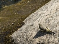 Motacilla cinerea 13, Grote gele kwikstaart, Saxifraga-Jan van der Straaten