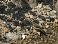 Motacilla cinerea 15, Grote gele kwikstaart, Saxifraga-Jan van der Straaten