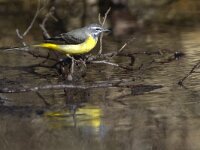 Motacilla cinerea 17, Grote gele kwikstaart, Saxifraga-Mark Zekhuis