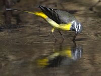 Motacilla cinerea 18, Grote gele kwikstaart, Saxifraga-Mark Zekhuis