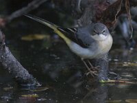 Motacilla cinerea 23, Grote gele kwikstaart, Saxifraga-Mark Zekhuis
