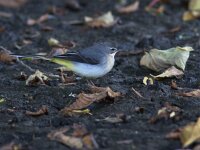 Motacilla cinerea 25, Grote gele kwikstaart, Saxifraga-Mark Zekhuis