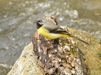 Motacilla cinerea 28, Grote gele kwikstaart, Saxifraga-Theo Verstrael