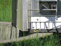 Motacilla cinerea 31, Grote gele kwikstaart, female, Saxifraga-Henk Sierdsema