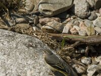 Motacilla cinerea 6, Grote gele kwikstaart, Saxifraga-Jan van der Straaten