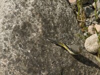 Motacilla cinerea 7, Grote gele kwikstaart, Saxifraga-Jan van der Straaten