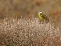 Motacilla cinereocapilla 3, Witkeelkwikstaart, Saxifraga-Mark Zekhuis