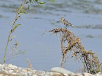 Motacilla citreola 10, Citroenkwikstaart, Saxifraga-Tom Heijnen