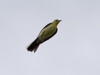 Motacilla citreola 4, Citroenkwikstaart, Saxifraga-Mark Zekhuis