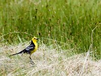 Motacilla citreola 6, Citroenkwikstaart, Saxifraga-Mark Zekhuis