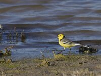 Motacilla citreola 9, Citroenkwikstaart  Saxifraga-Mark Zekhuis