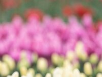 Motacilla flava 101, Gele kwikstaart-1837