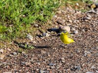 Motacilla flava 108, Gele kwikstaart, adult, male, Saxifraga-Theo Verstrael