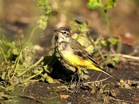Motacilla flava 16, Gele kwikstaart, juvenile, Saxifraga-Piet Munsterman