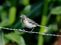 Motacilla flava 17, Gele kwikstaart, juvenile, Saxifraga-Piet Munsterman