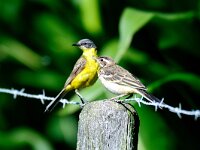 Motacilla flava 18, Gele kwikstaart, Saxifraga-Piet Munsterman