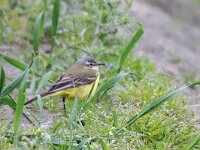 Gele kwikstaart #47367 : Motacilla flava, Gele kwikstaart, Ashy-headed Wagtai