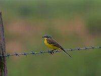 Motacilla flava 20, Gele kwikstaart, Saxifraga-Jan Nijendijk