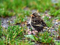 Motacilla flava 22, Gele kwikstaart, juvenile, Saxifraga-Piet Munsterman
