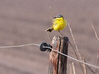 Motacilla flava 29, Gele kwikstaart, Saxifraga-Hans Dekker
