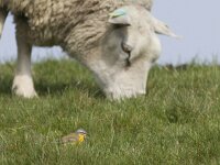 Motacilla flava 32, Gele kwikstaart, Saxifraga-Mark Zekhuis