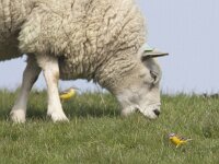 Motacilla flava 33, Gele kwikstaart, Saxifraga-Mark Zekhuis