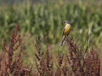 Motacilla flava 34, Gele kwikstaart, Saxifraga-Mark Zekhuis