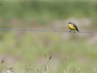 Motacilla flava 35, Gele kwikstaart, Saxifraga-Mark Zekhuis