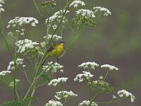 Motacilla flava 4, Gele kwikstaart, Saxifraga-Luc Hoogenstein