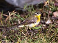 Motacilla flava 42, Gele kwikstaart, Saxifraga-Bart Vastenhouw