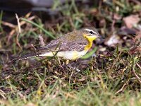 Motacilla flava 43, Gele kwikstaart, Saxifraga-Bart Vastenhouw