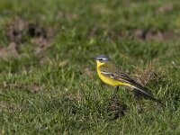 Motacilla flava 5, Gele kwikstaart, Saxifraga-Mark Zekhuis