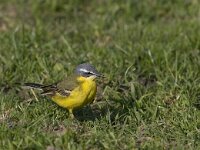 Motacilla flava 6, Gele kwikstaart, Saxifraga-Mark Zekhuis