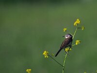 Motacilla flava 66, Gele kwikstaart, Saxifraga-Hans Dekker