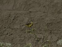 Motacilla flava 73, Gele kwikstaart, Saxifraga-Dirk Hilbers